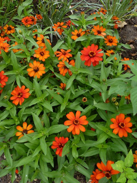 Zinnia x 'Profusion Fire'